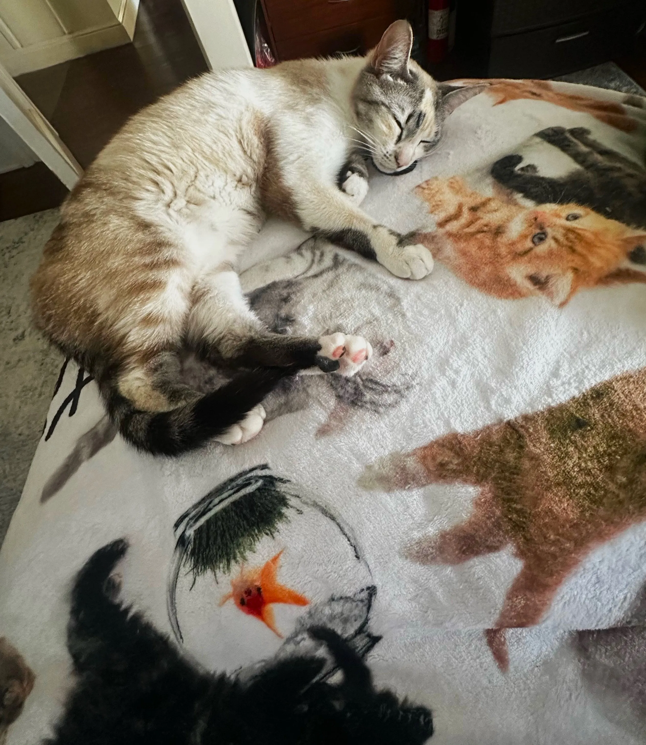 Life Is Better With a Cat Throw Blanket